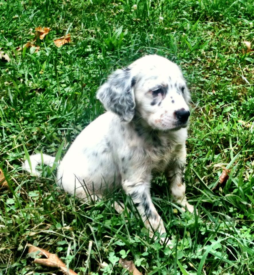 http://www.FourFreedomsBlog.com/uploads/Puppy3.jpg